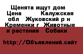Щенята ищут дом › Цена ­ 100 - Калужская обл., Жуковский р-н, Кременки г. Животные и растения » Собаки   